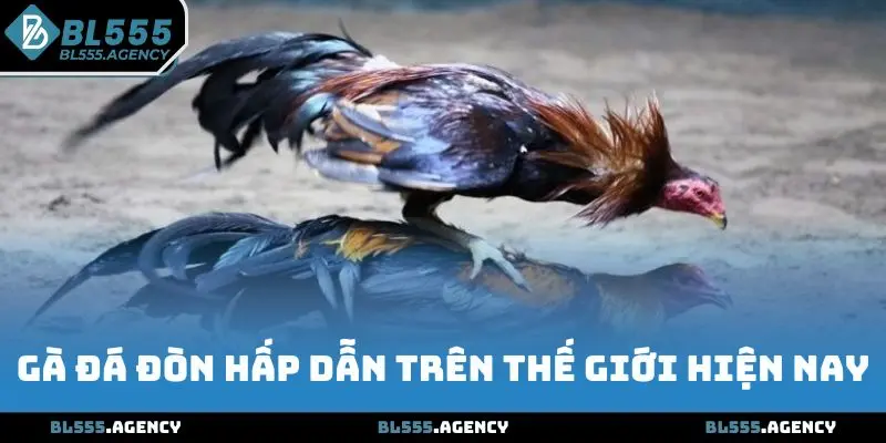 Gà đá đòn là hình thức hấp dẫn tại Việt Nam