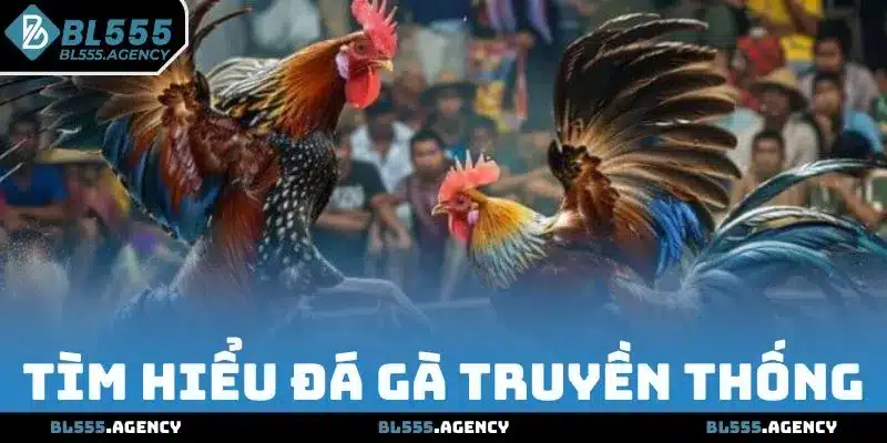 Đá gà truyền thống là nghệ thuật đỉnh cao