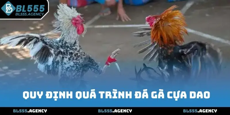 Quy định quá trình đá gà cựa dao