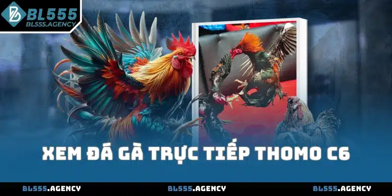 Xem Đá Gà Trực Tiếp Thomo C6 Ở Đâu? 3 Website Uy Tín Nhất
